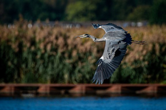 blauwe reiger (Ardea cinerea)