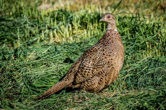 vrouwtjesfazant (Phasianus colchicus)