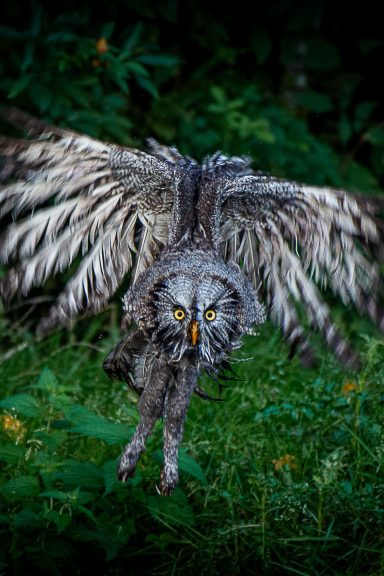 Laplanduil (Strix nebulosa) tijdens een workshop roofvogelfotografie van Picturesbygj.