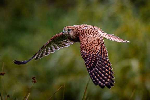 Torenvalk (Falco tinnunculus) in volle vlucht van Picturesbygj Natuurfotografie.
