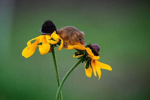 Dwergmuis (Micromys minutus) op een gele bloem van Picturesbygj Natuurfotografie.