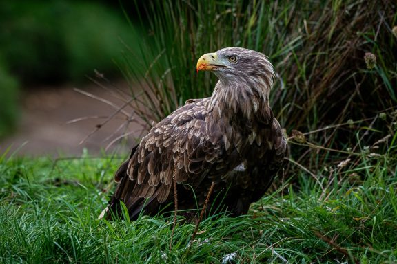Close-up portret van een zittende volwassen Europese zeearend met gele snavel gemaakt door mij tijdens de workshop roofvogelfotografie."