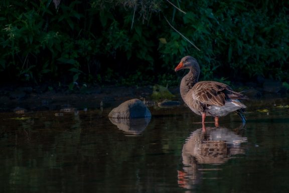 grauwe gans (Anser anser)