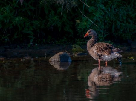 sperweruil gefotografeerd tijdens de workshoproofvogelfotografie van picturesbygj