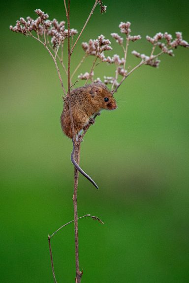 Dwergmuis (Micromys minutus) op een grashalm van Picturesbygj Natuurfotografie.